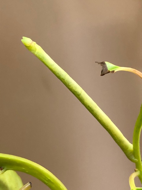 クスアオシャク幼虫