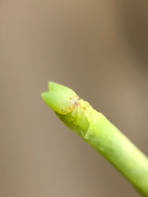 クスアオシャク幼虫