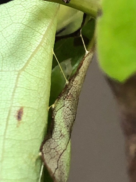 クスアオシャク蛹の巣