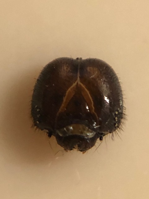 ジャコウアゲハのお面