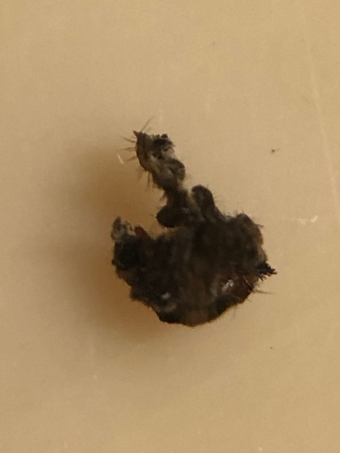 ジャコウアゲハ幼虫の脱け殻