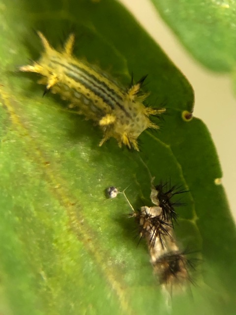 脱皮したイラガ幼虫