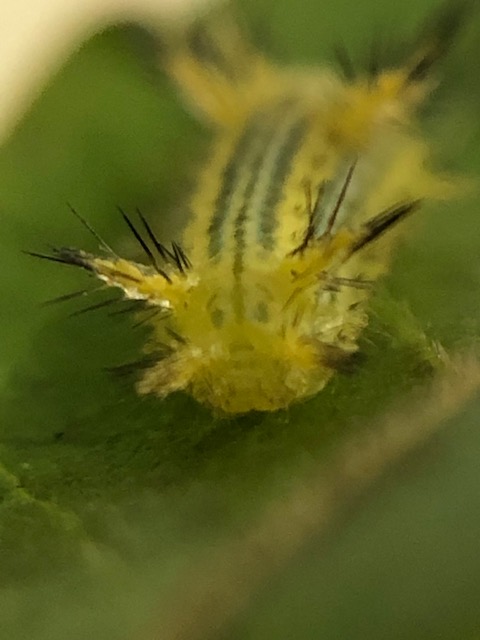 イラガ幼虫のおしり