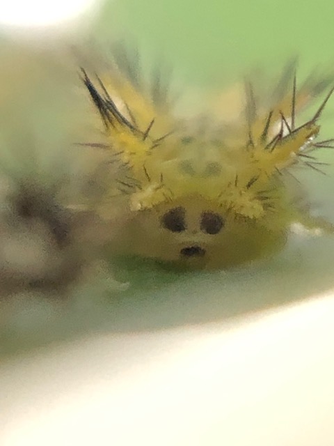 イラガ幼虫のおしり拡大写真