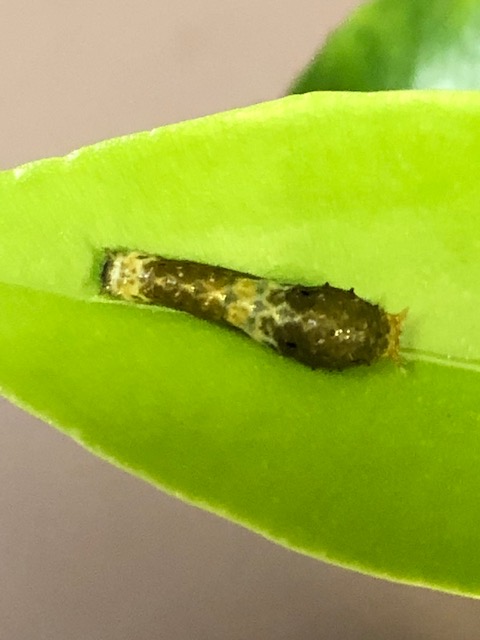 クロアゲハ若齢幼虫