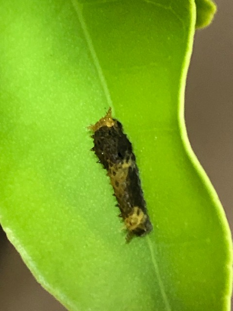 クロアゲハ若齢幼虫