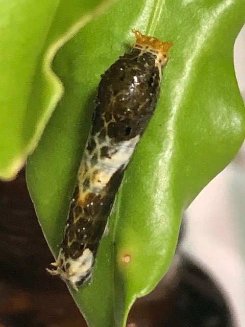 クロアゲハ3齢幼虫