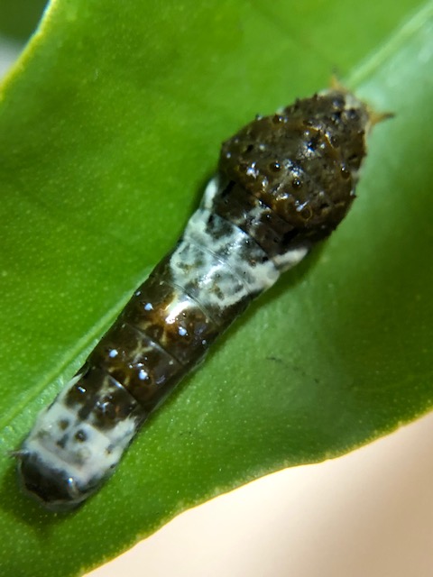 クロアゲハ4齢幼虫