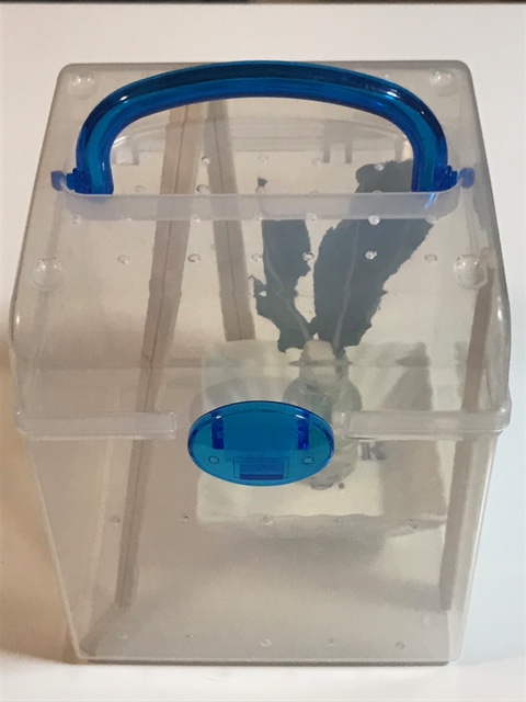 モンシロチョウ越冬用ケース