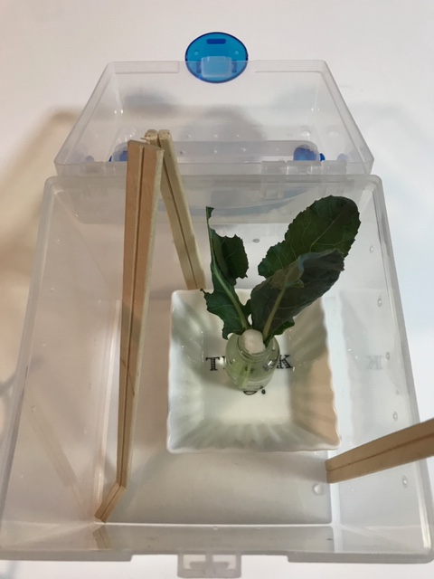 モンシロチョウ越冬用ケース