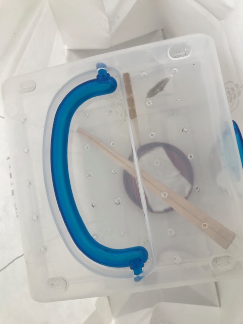 モンシロチョウ越冬蛹を入れたケース