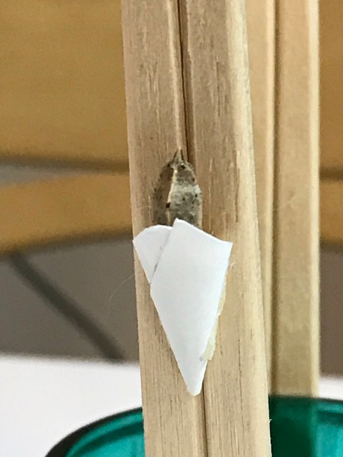 蛹ポケットに入ったモンシロチョウ蛹