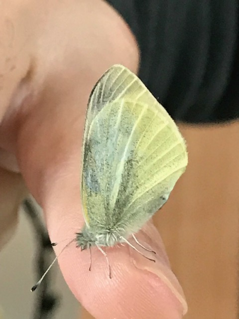 指に乗るモンシロチョウ成虫