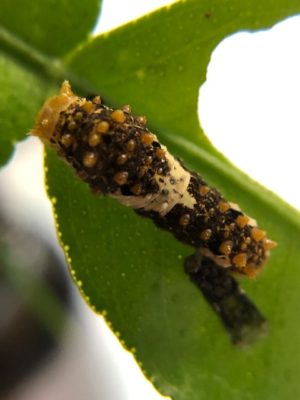 ナミアゲハ3齢幼虫