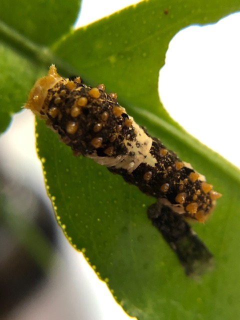 ナミアゲハ3齢幼虫