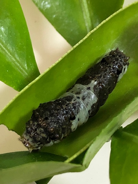 ナミアゲハ4齢幼虫