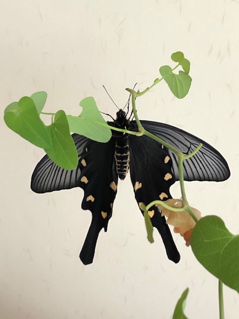 ジャコウアゲハ夏型オス