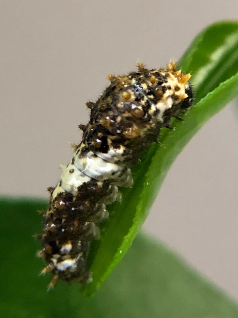 クロアゲハ若齢幼虫