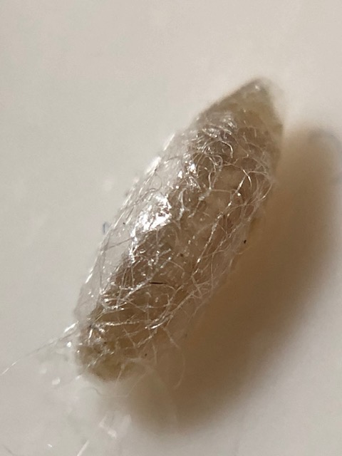 ギンケハラボソコマユバチの繭