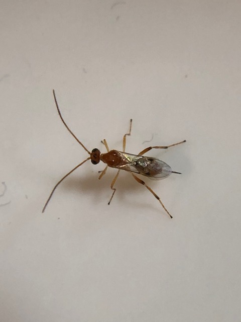 ギンケハラボソコマユバチ成虫