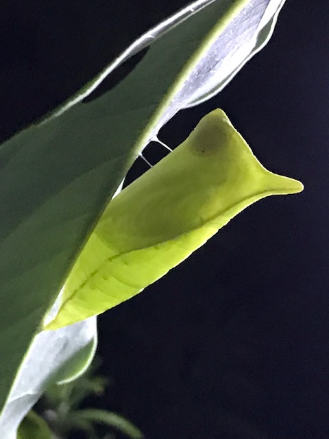 アオスジアゲハ蛹