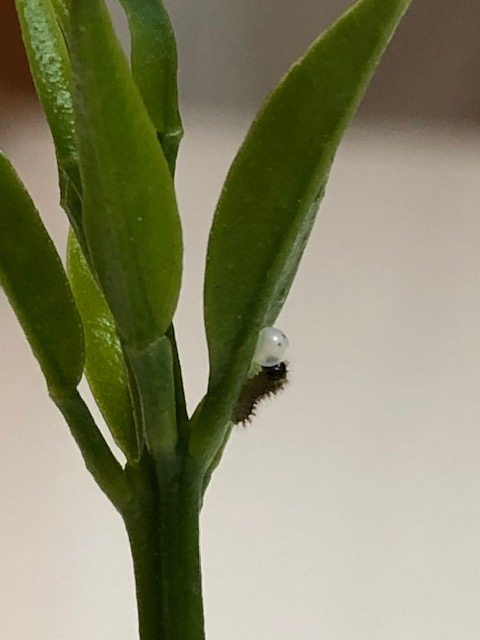 アゲハチョウ若齢幼虫