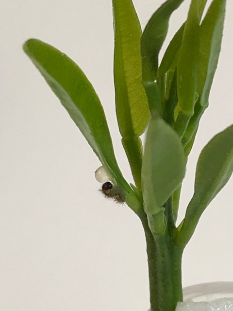 アゲハチョウ若齢幼虫