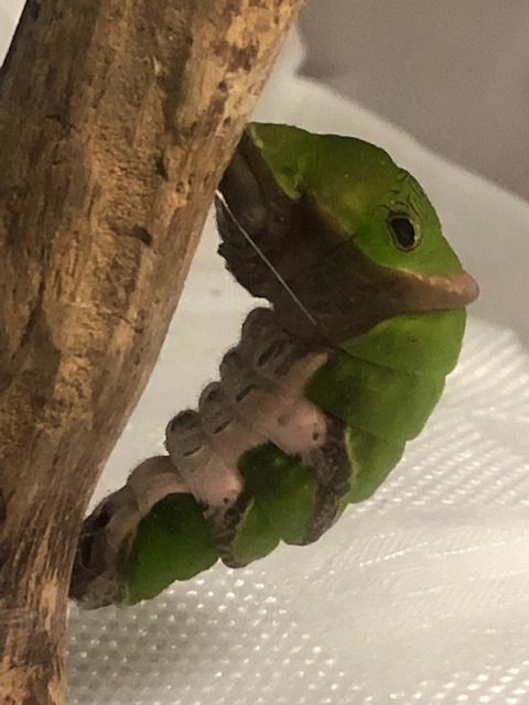 クロアゲハ前蛹