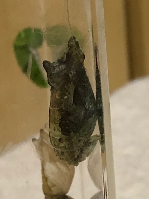 折れ曲がったアゲハチョウ蛹