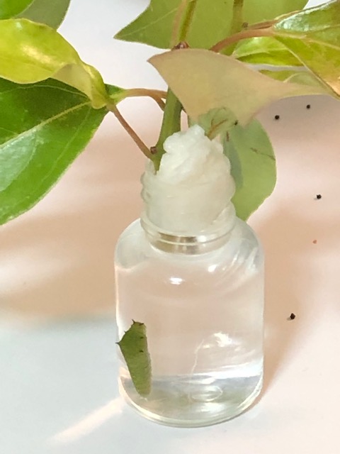 ビンに張り付いたアオスジアゲハ幼虫