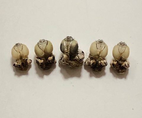 アゲハチョウ蛹の脱け殻5つ