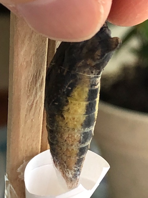 アゲハチョウ蛹