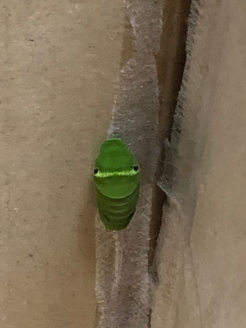 ナミアゲハ前蛹