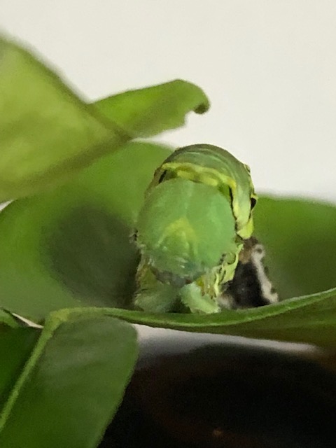 アゲハチョウ終齢幼虫