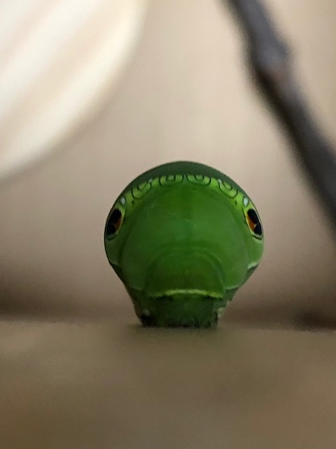 クロアゲハ前蛹