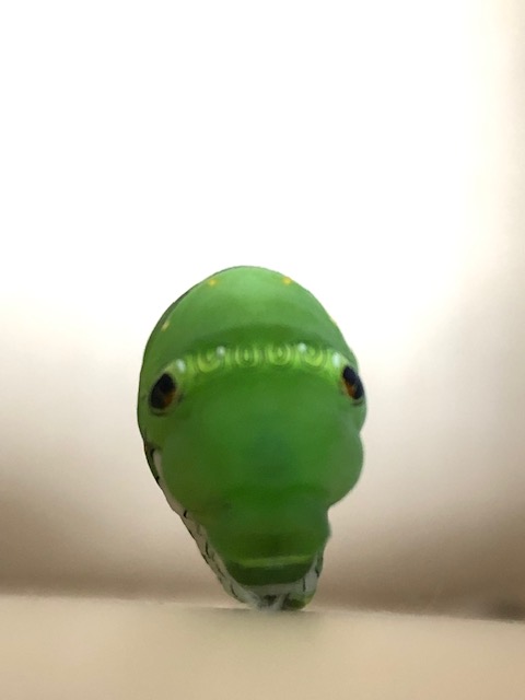 クロアゲハ前蛹