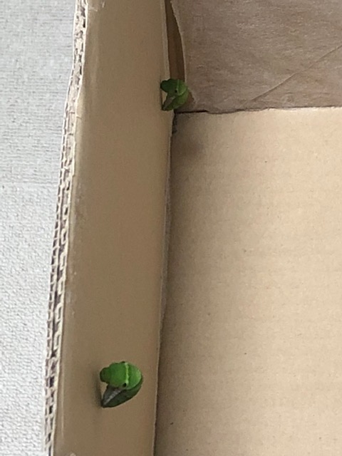 クロアゲハ前蛹2匹