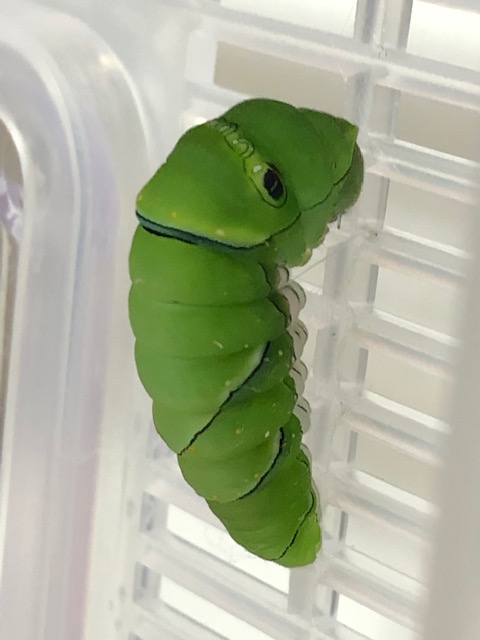 アゲハチョウ前蛹