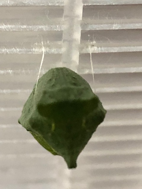 アゲハチョウ蛹