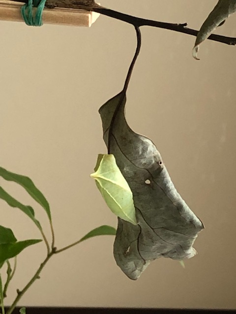 アオスジアゲハ蛹