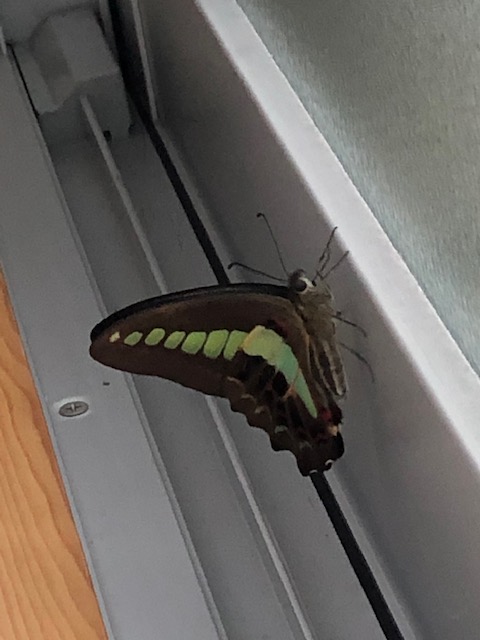 アオスジアゲハ成虫