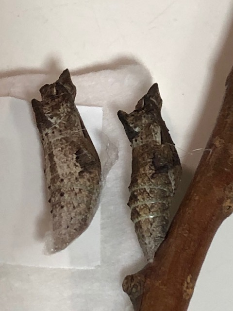 アゲハチョウ蛹2つ