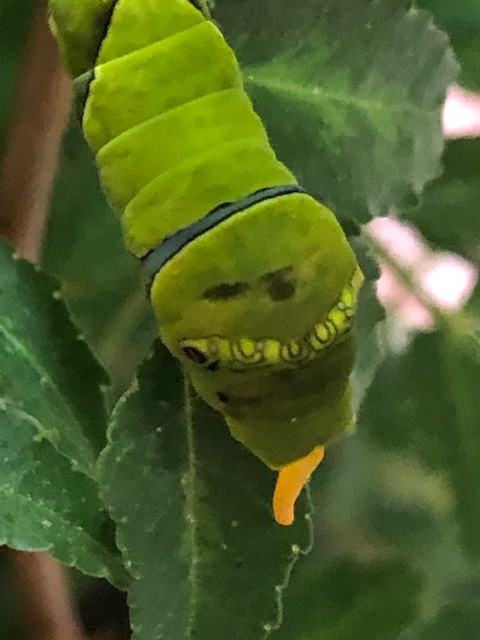 臭角が出たままのアゲハチョウ終齢幼虫