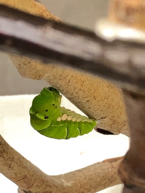 ナミアゲハ前蛹