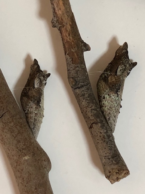 ナミアゲハ蛹2つ