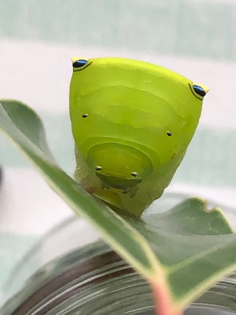 アオスジアゲハ終齢幼虫