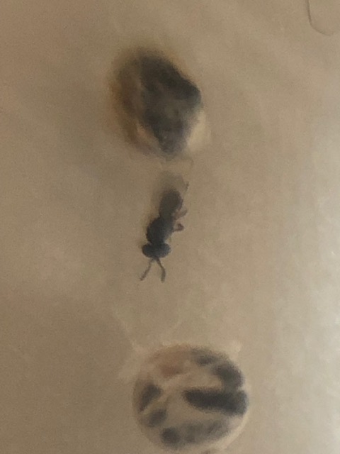 羽化したタマゴコバチ