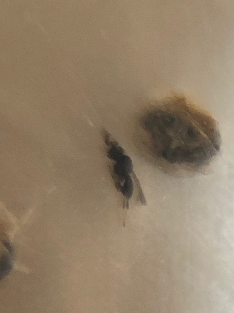 羽化したタマゴコバチ