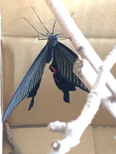 羽化したクロアゲハ