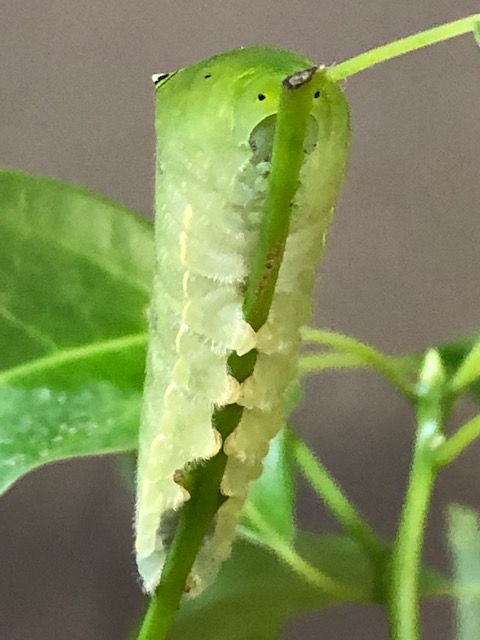 アオスジアゲハ終齢幼虫